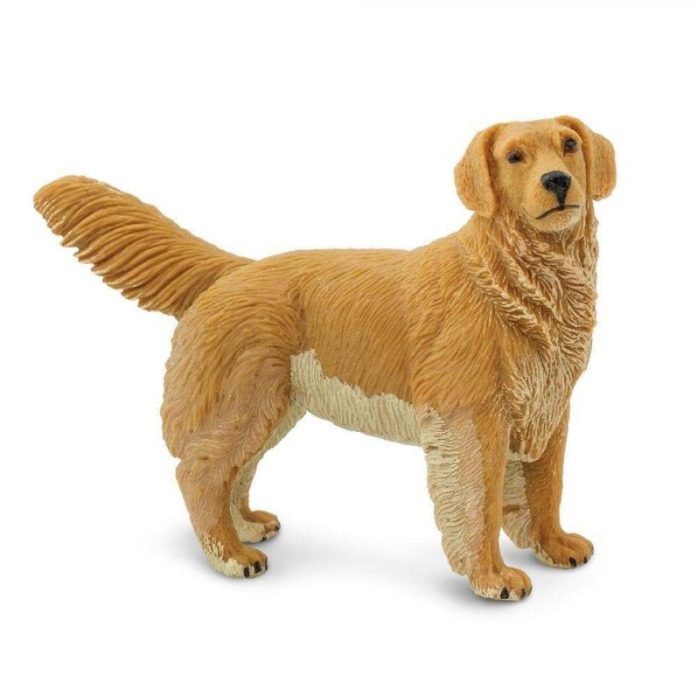 Safari Μινιατούρα Golden Retriever Σκύλος Ράτσας Golden Retriever