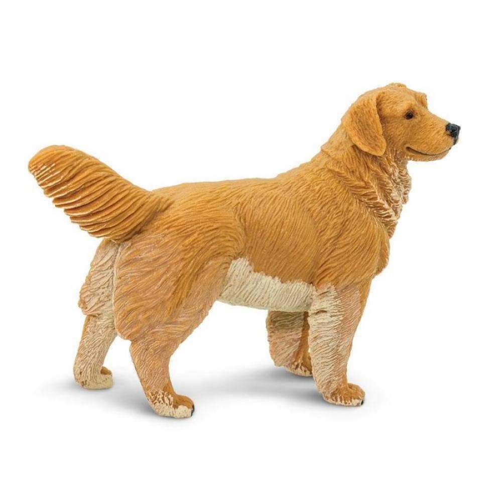 Safari Μινιατούρα Golden Retriever Σκύλος Ράτσας Golden Retriever