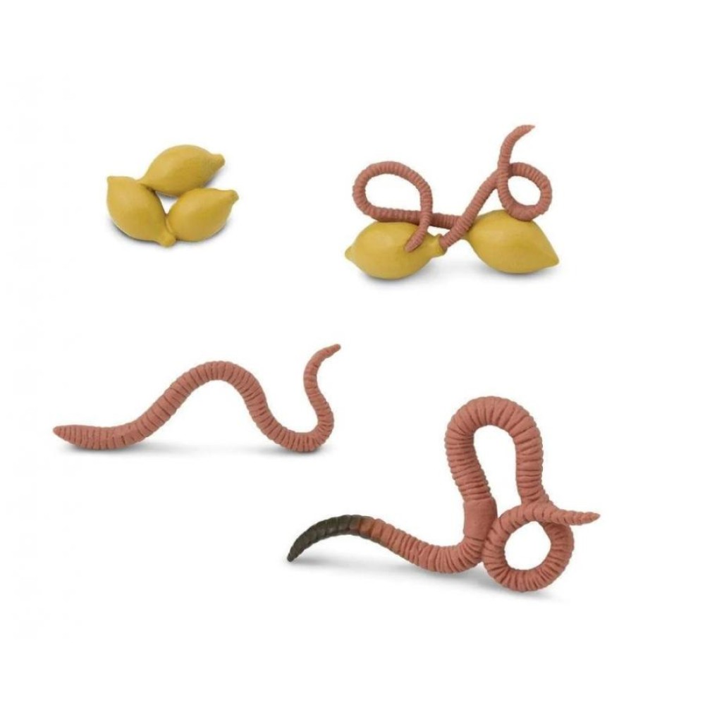 Safari Life Cycle of a Worm Κύκλος Ζωής ενός Σκουλικιού