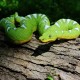 Safari Μινιατούρα Σμαραγδένιος Βόας Emerald Tree Boa