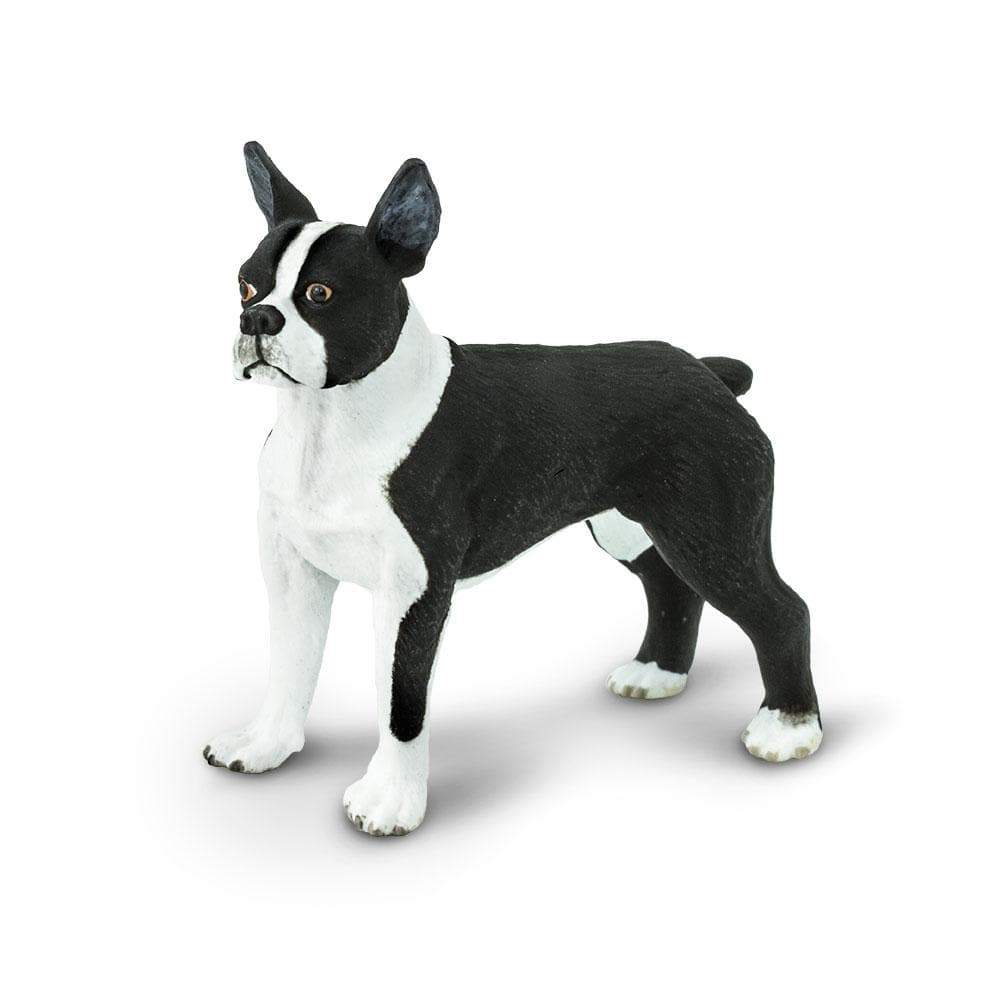 Safari Μινιατούρα Boston Terrier