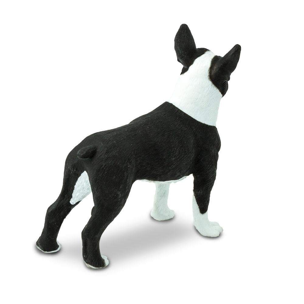 Safari Μινιατούρα Boston Terrier