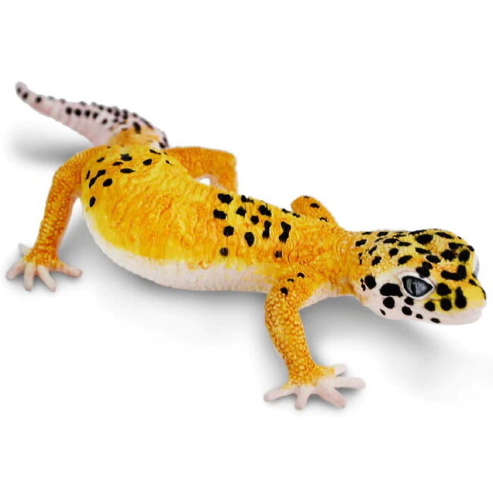 Safari Μινιατούρα Leopard Gecko