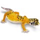 Safari Μινιατούρα Leopard Gecko