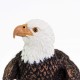 Safari Bald Eagle Λευκοκέφαλος Αετός