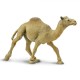 Safari Dromedary Camel Αραβική Καμήλα