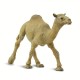 Safari Dromedary Camel Αραβική Καμήλα