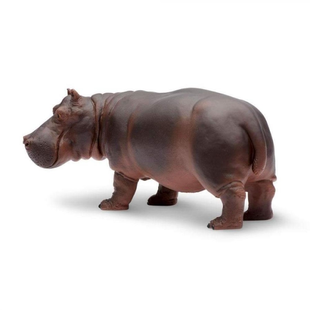 Safari Hippopotamus Ιπποπόταμος