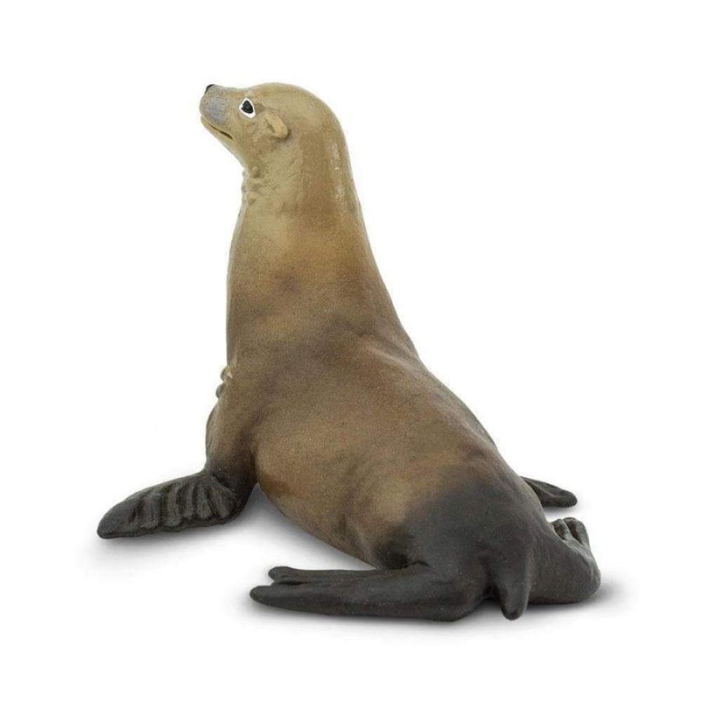 Safari Sea Lion Θαλάσσιος Λέοντας